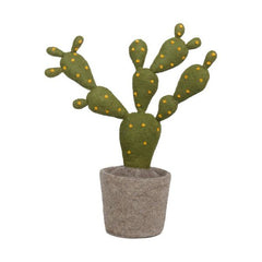 Plant Cactus